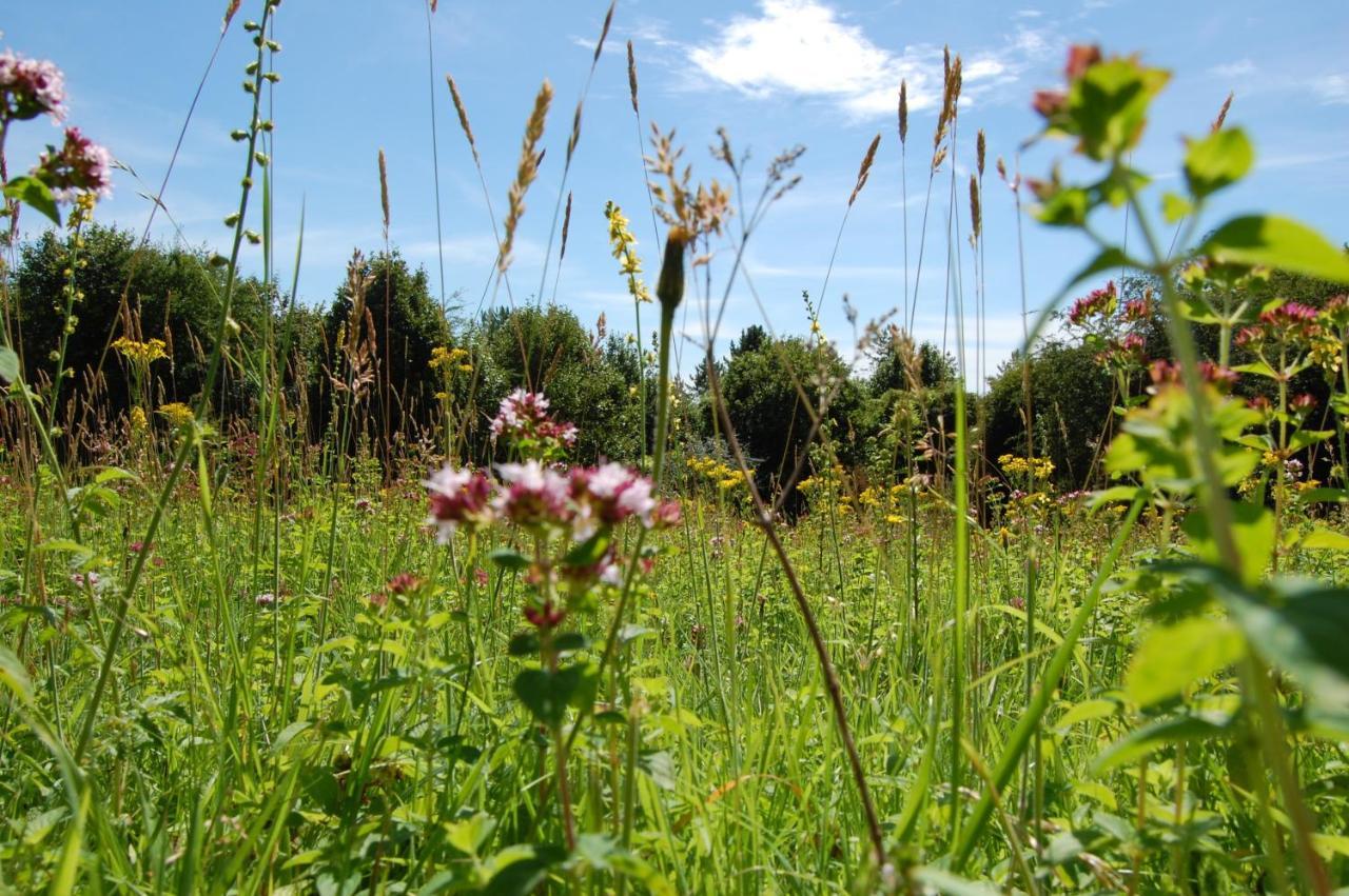 South Downs Eco Lodge & Camping East Meon エクステリア 写真